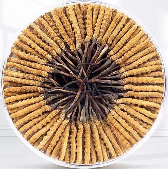 吉木乃冬虫夏草回收